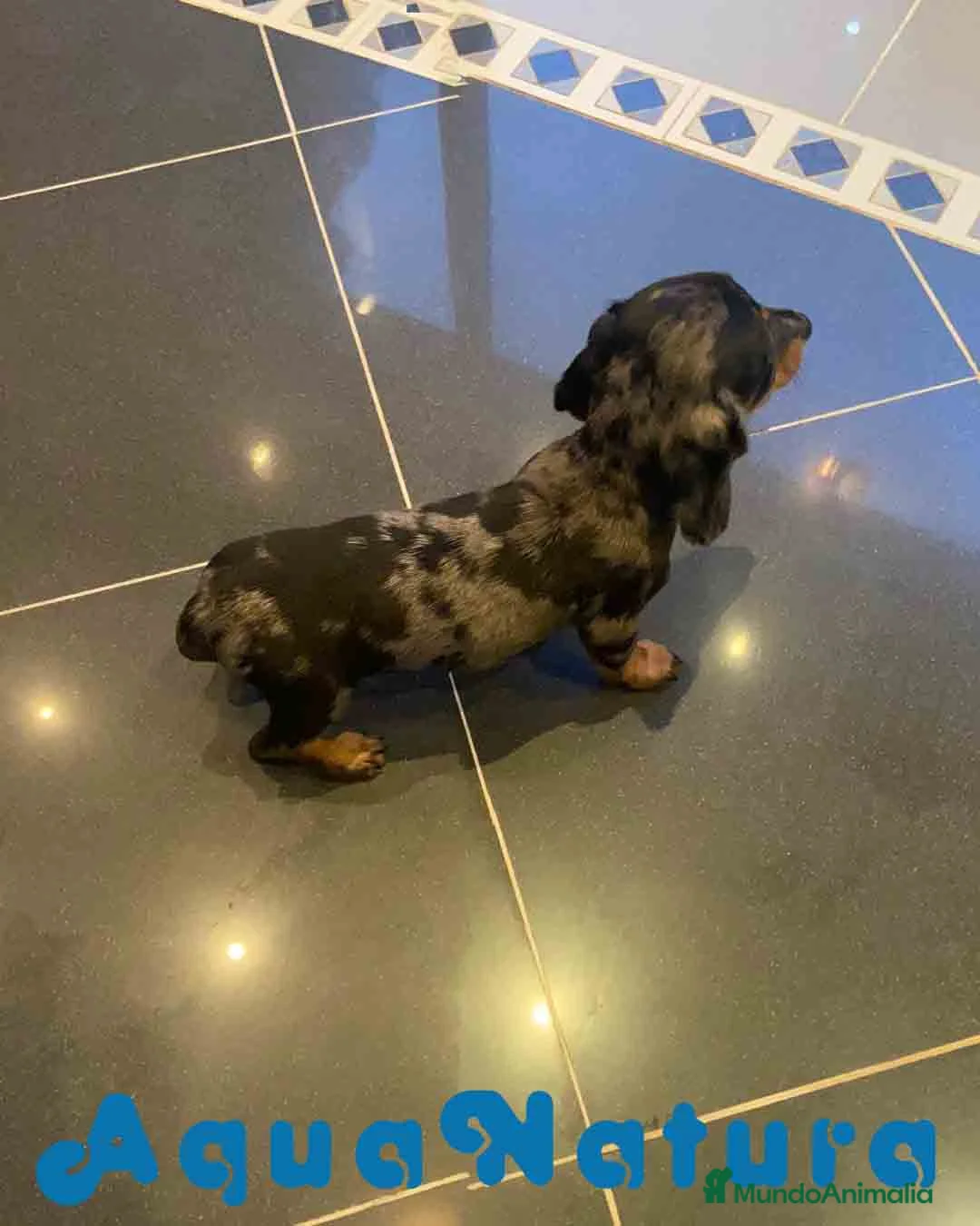 Teckel Miniatura perros en venta: Teckel Hembra de Tria y Luisiño 2015 AQUANATURA - Anuncio 5