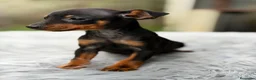 Pinscher Miniatura perros en venta: Minipicher miniatura  - Anuncio 1
