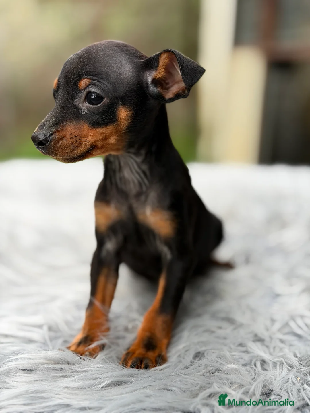 Pinscher Miniatura perros en venta: Minipicher miniatura  - Anuncio 1