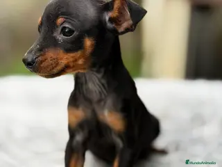 Pinscher Miniatura perros Minipicher miniatura - Anuncio 4