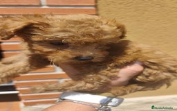 Caniche Enano perros en venta: Camada de caniche rojo - Imagen 5