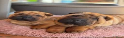 Shar Pei perros en venta: LOS MEJORES BEBE SHAR PEI - Anuncio 1