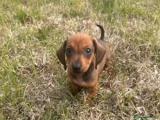Teckel Miniatura perros Teckel muy pequeño - Anuncio 1