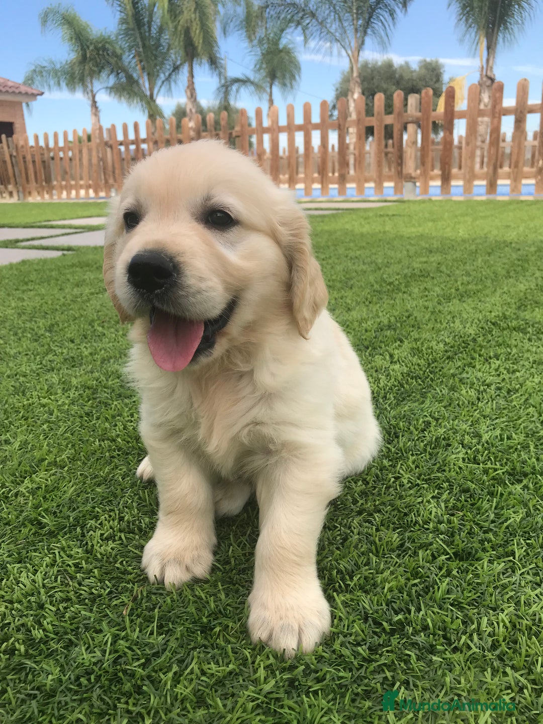 Golden Retriever perros en venta: Cachorros golden retriever con pedigree  - Anuncio 21