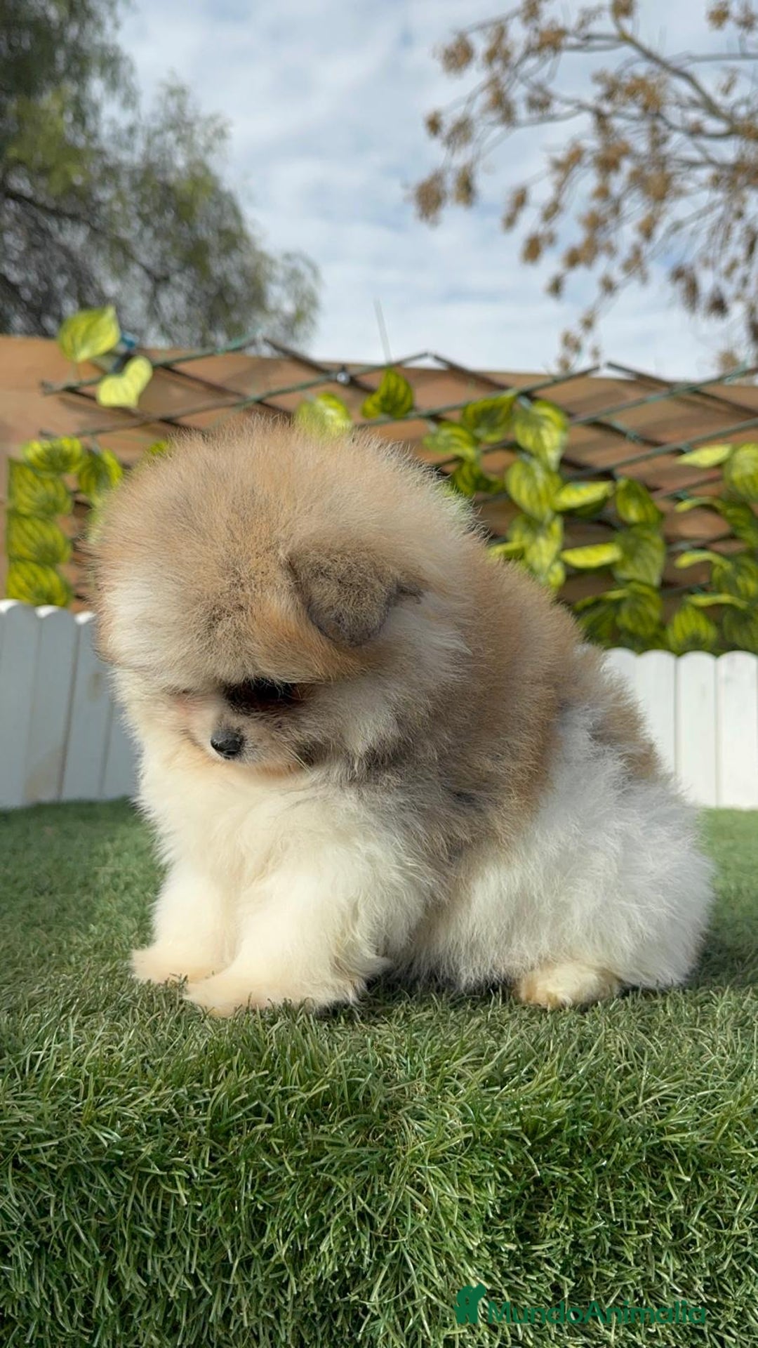 Pomerania perros en venta: POMERANIA HEMBRA DISPONIBLE - Anuncio 15