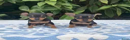 Pinscher Miniatura perros en venta: MINI PINCHER NEGRO FUEGO CACHORROS  - Anuncio 3