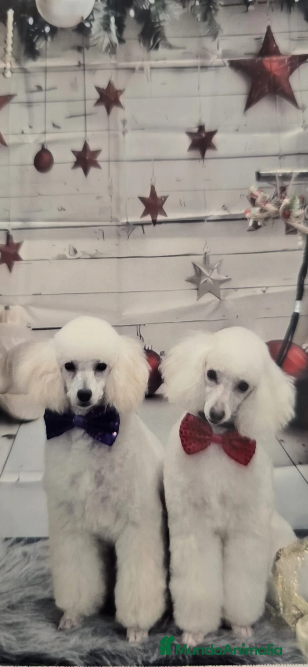 Caniche Enano perros en venta: Caniche enano - Anuncio 5