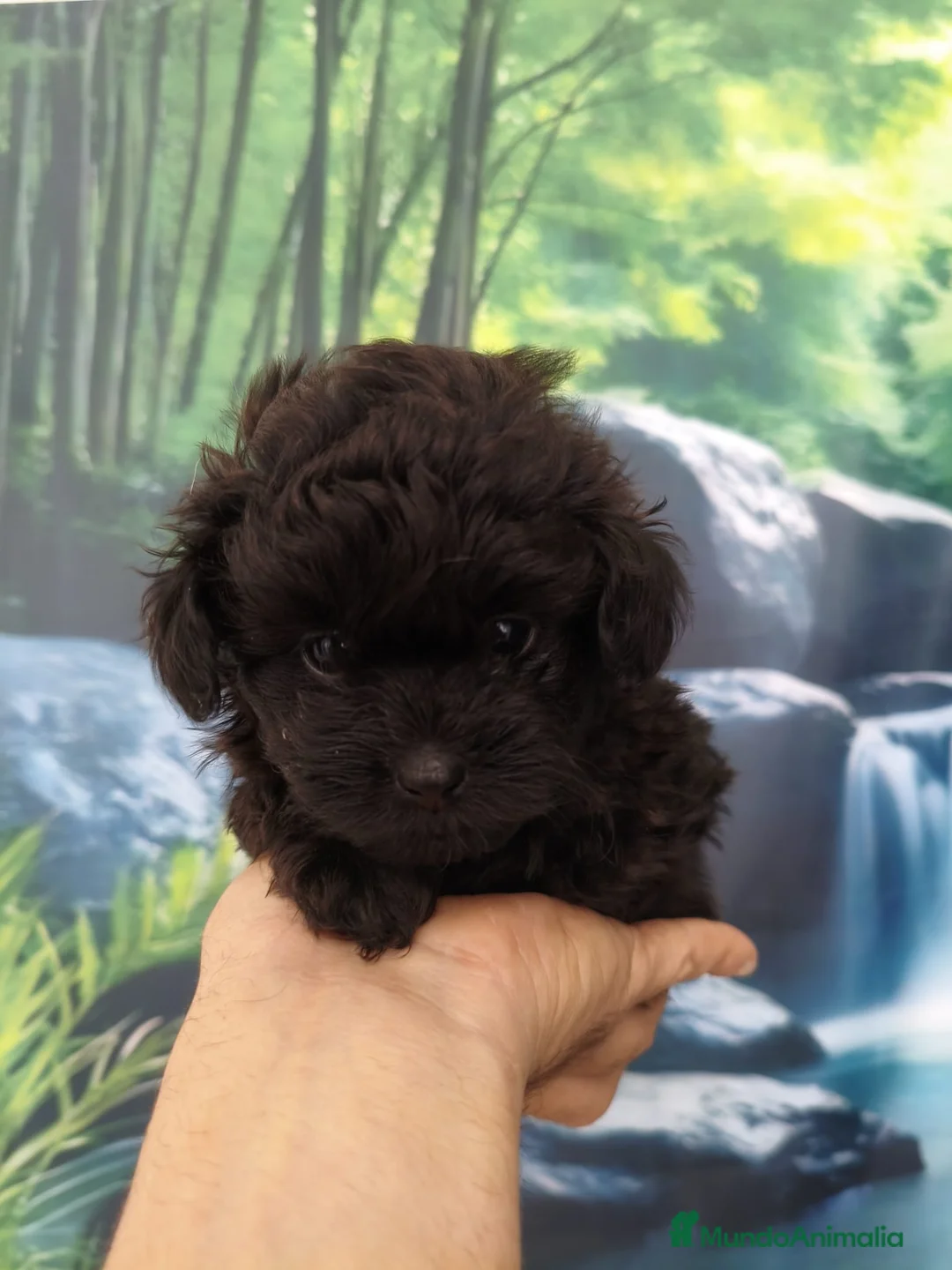 Pomapoo perros en venta: pomapoo toy  - Anuncio 1