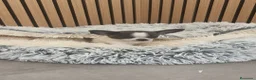 Chihuahua perros en venta: Chihuahua Toy Machitos  - Anuncio 16
