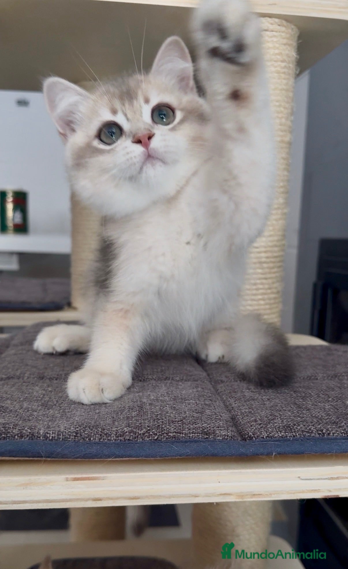 Británico de Pelo Corto gatos Último machito disponible🩵Listo para entregar 💙 - Anuncio 1