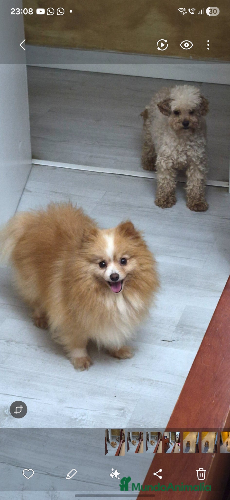 Pomerania perros Se vende pomerania muy pequeña - Anuncio 1