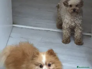 Pomerania perros Se vende pomerania muy pequeña - Anuncio 1