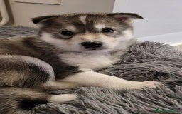 Husky Siberiano perros en venta: Entrañable cachorrito de Husky Siberiano - Imagen 1