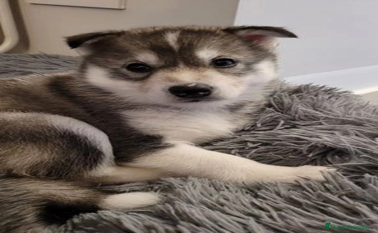 Husky Siberiano perros - Anuncio 2