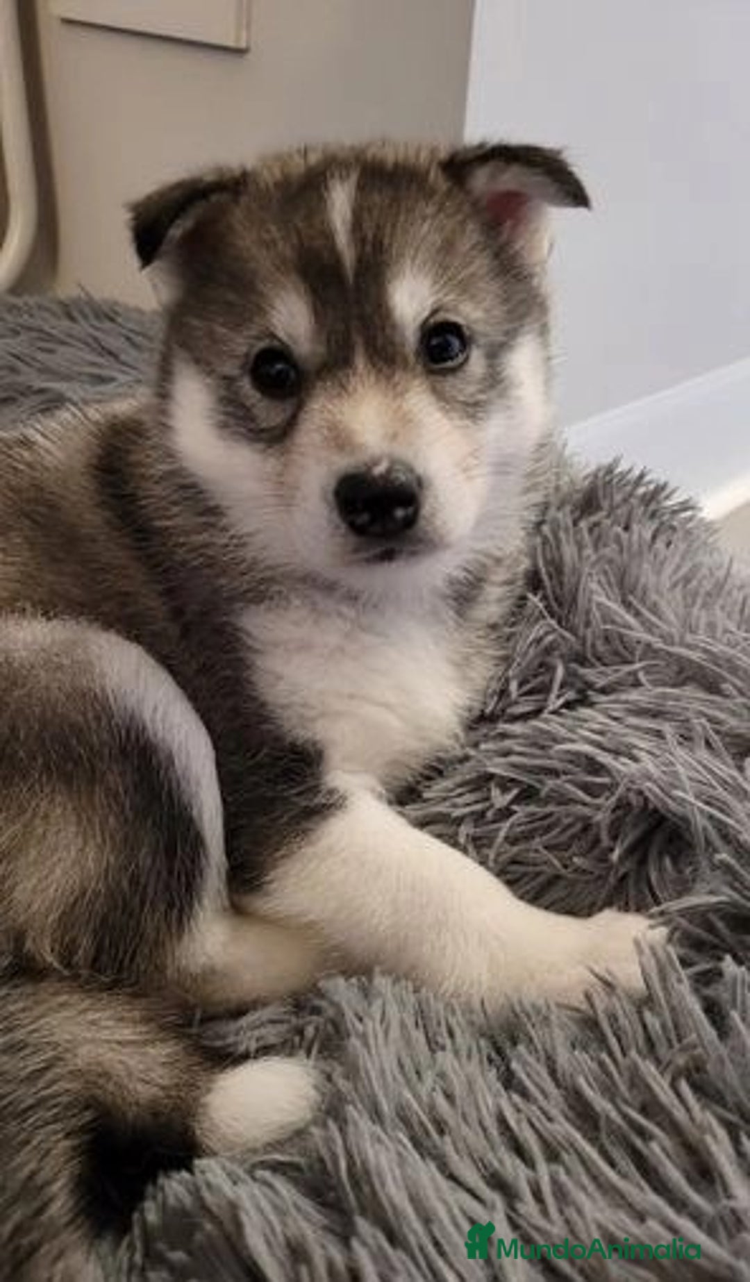 Husky Siberiano perros en venta: Entrañable cachorrito de Husky Siberiano - Imagen 1