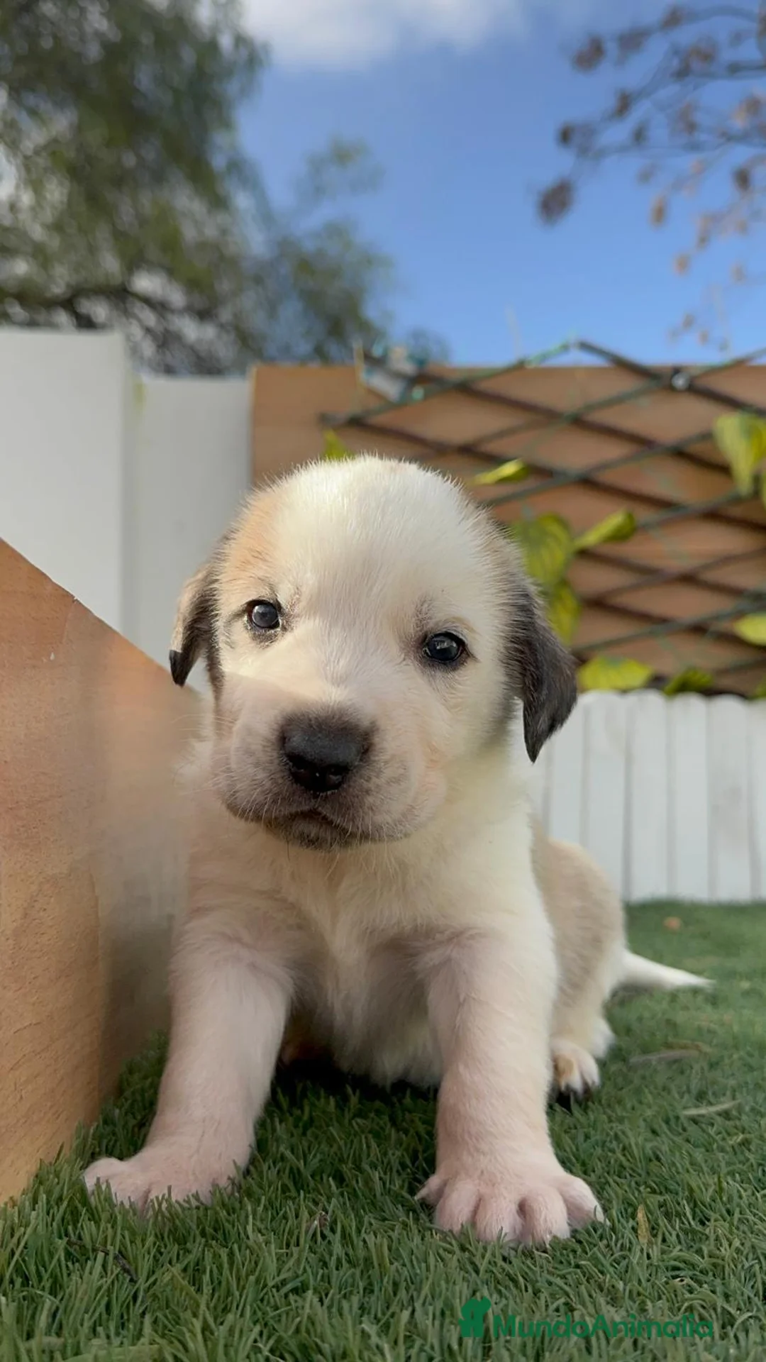 Mastín Español perros en venta: MASTIN ESPAÑOL - Anuncio 1