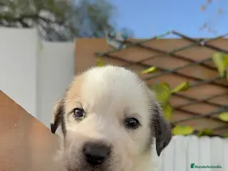 Mastín Español perros MASTIN ESPAÑOL - Anuncio 1