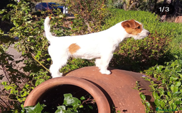 Jack Russell Terrier perros en venta: Cachorros de Jack Russell - Imagen 5
