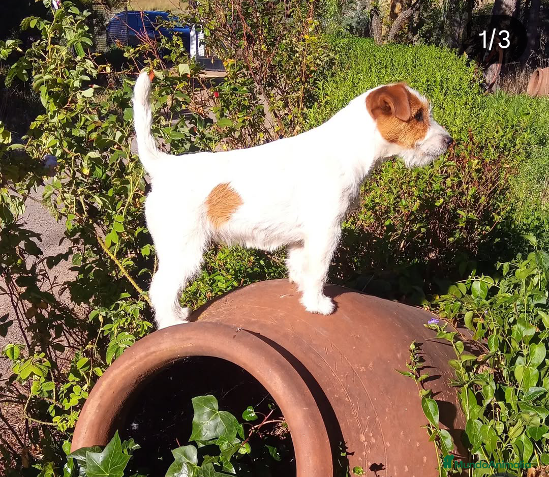 Jack Russell Terrier perros en venta: Cachorros de Jack Russell - Imagen 5