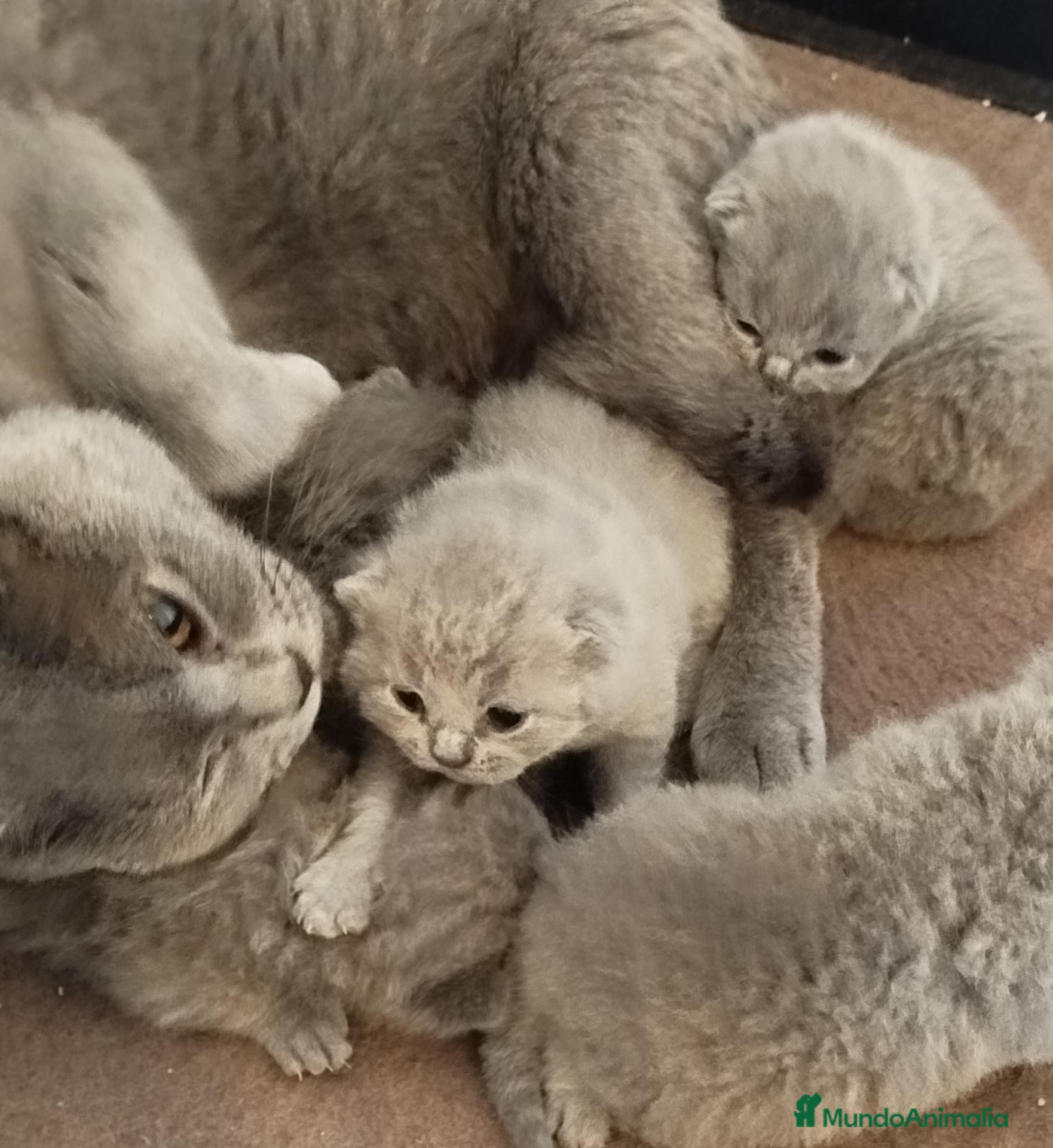 Británico de Pelo Corto gatos British Shorthair  - Anuncio 1