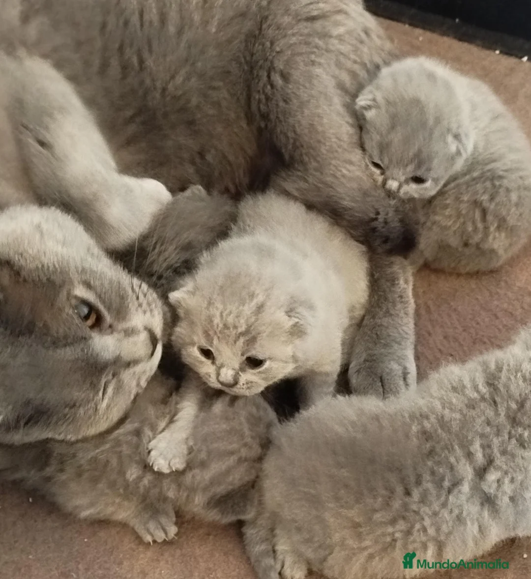 Británico de Pelo Corto gatos en venta: British Shorthair  - Anuncio 1