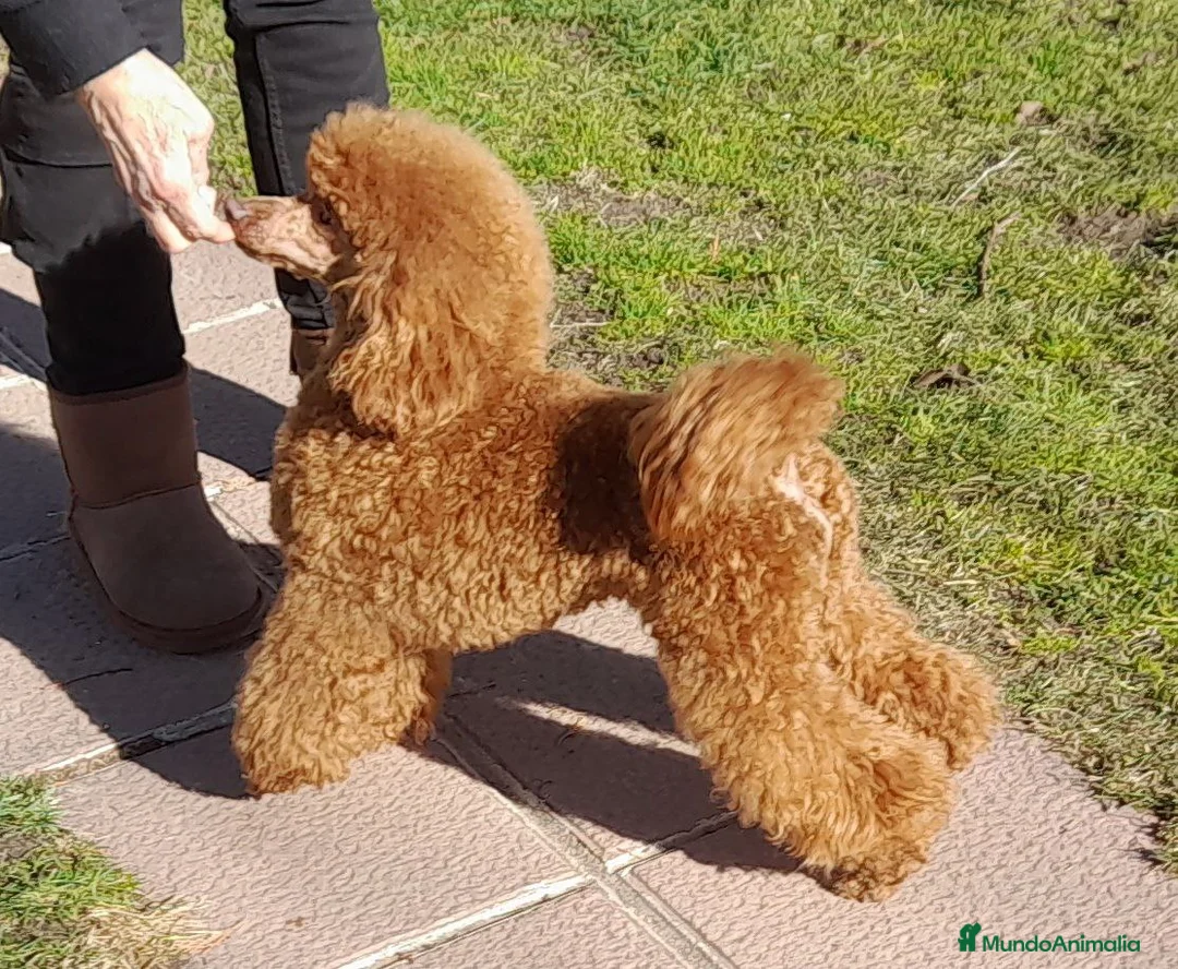 Imagen de galería {{count}}