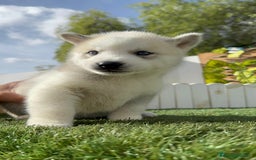 Husky Siberiano perros en venta: HUSKY SIBERIANO - Anuncio 12