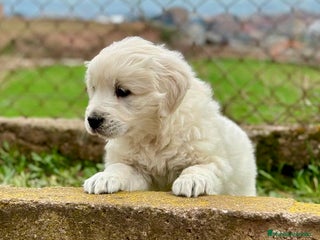 Golden Retriever perros en Barcelona - Anuncio 26