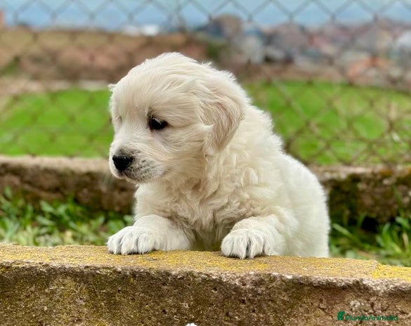 Golden Retriever perros en Barcelona - Anuncio 14