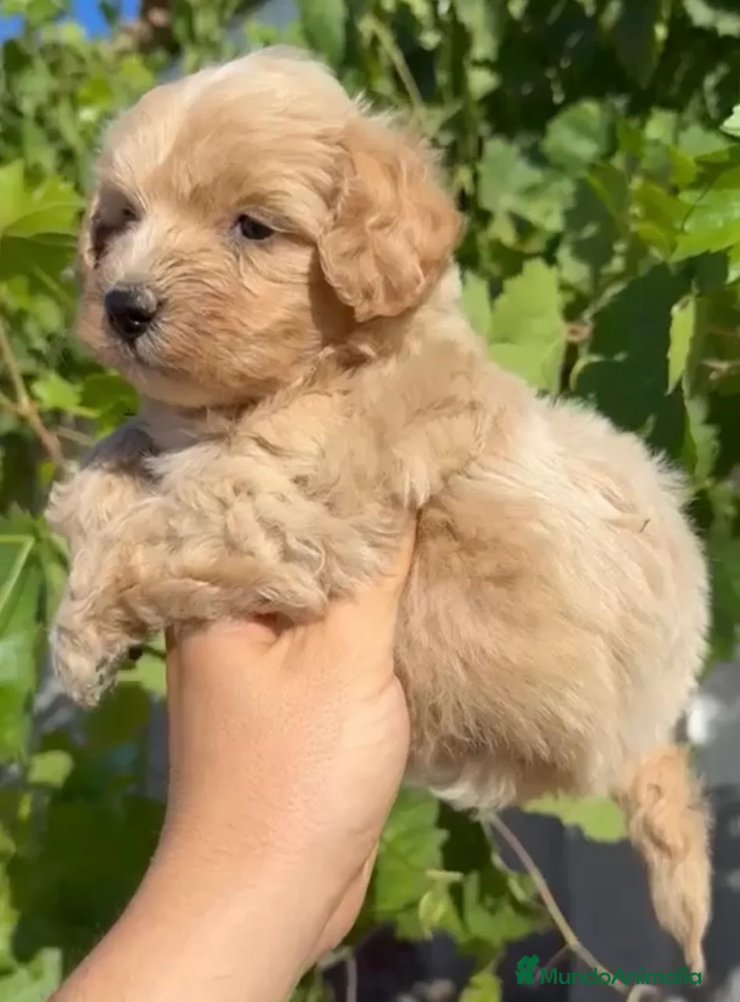 Maltipoo perros en venta: Maltipoo - Anuncio 2