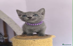 Azul Ruso gatos en venta: Azul ruso con pedigri  - Imagen 5