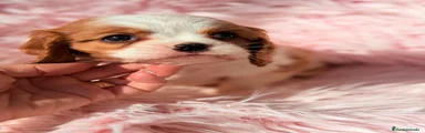 Cavalier King Charles Spaniel 5