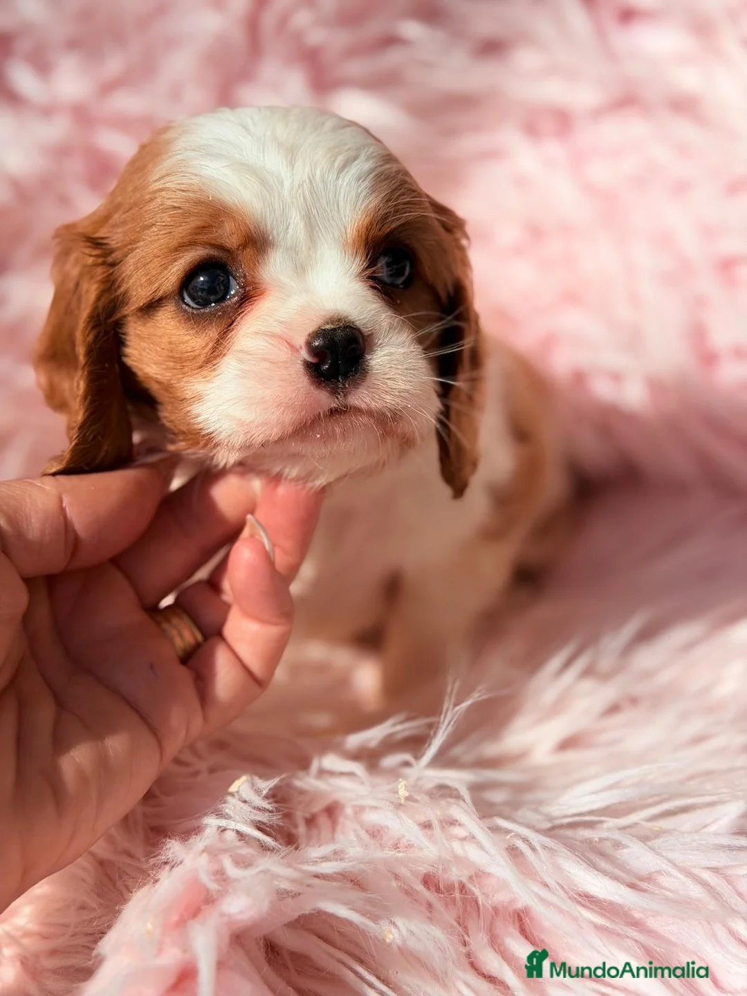 Cavalier King Charles Spaniel perros en venta: CAVALIER BLENHEIM  - Anuncio 2