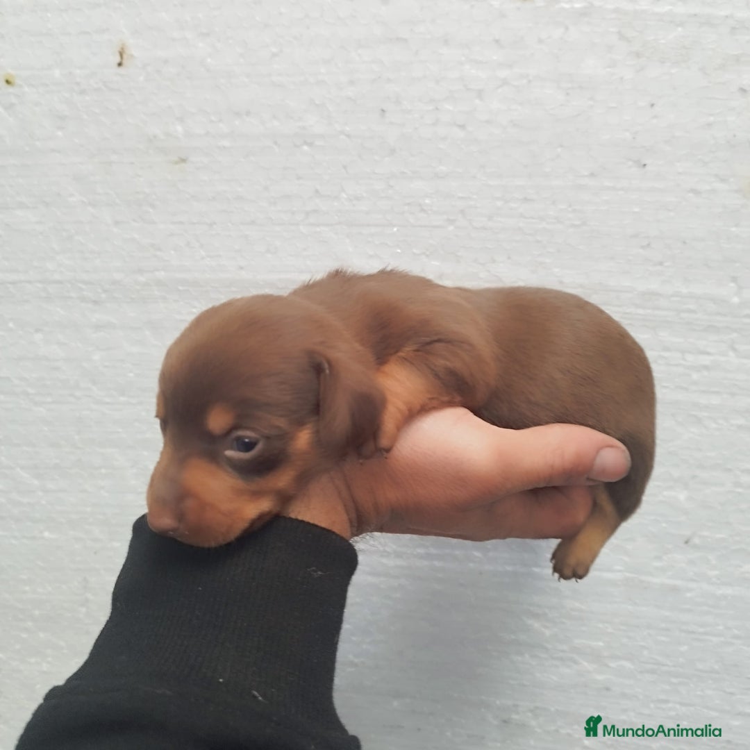 Teckel Miniatura perros en venta: Teckel mini  - Anuncio 3
