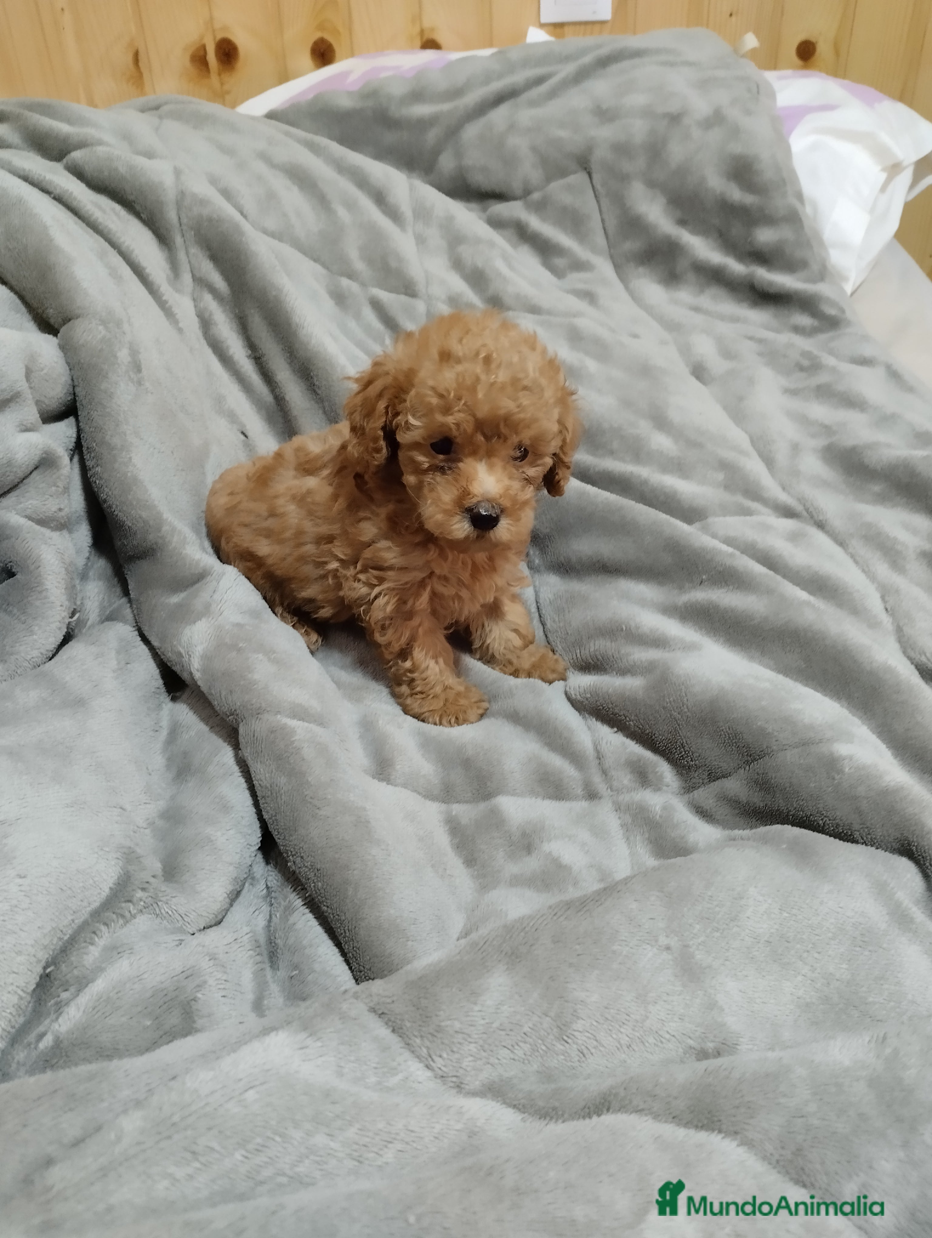 Caniche Toy perros Caniches y maltipoo  en Málaga - Anuncio 20