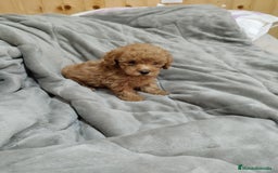 Caniche Toy perros en venta: Caniches y maltipoo  en Málaga - Imagen 1
