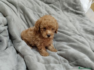 Caniche Toy perros en Málaga - Anuncio 22