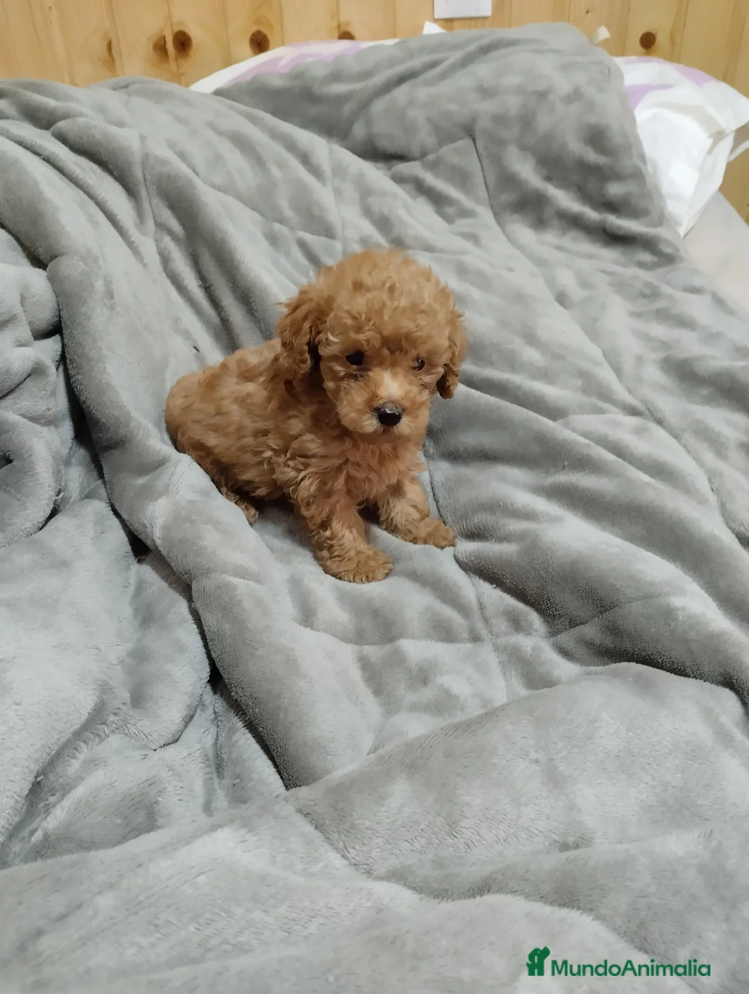 Caniche Toy perros en venta: Caniches y maltipoo  en Málaga - Anuncio 1