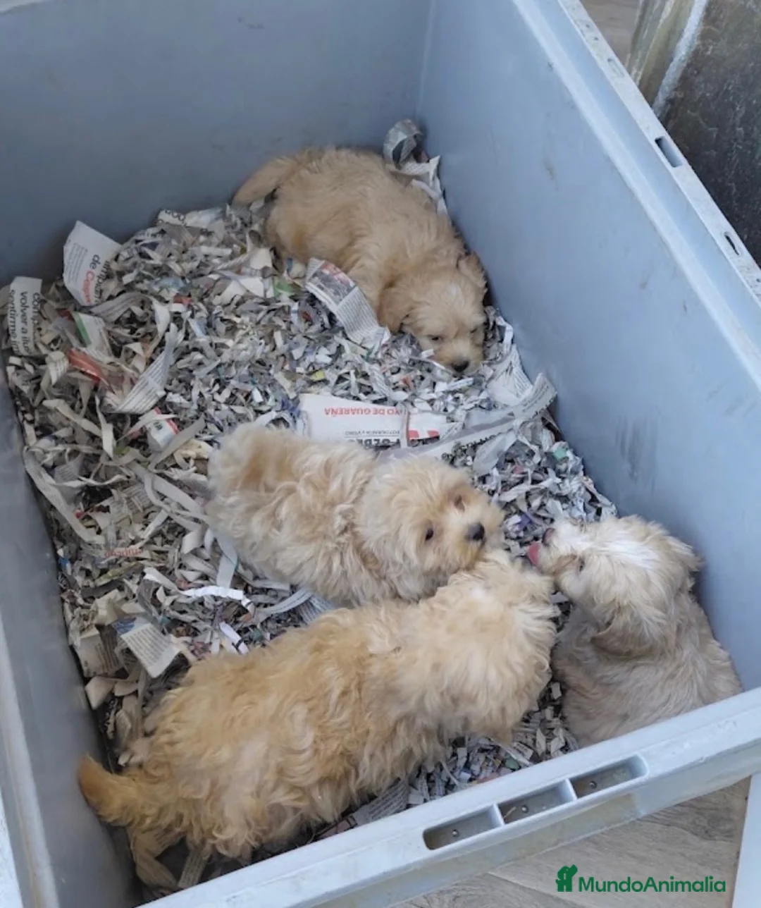 Maltipoo perros en venta: Cachorros macho maltipoo - Anuncio 2