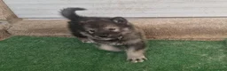 Perro Lobo Checoslovaco perros en venta: Perro lobo/wolfdog  - Anuncio 3