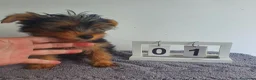 Yorkshire Terrier perros en venta: Yorkshire mini  - Anuncio 5