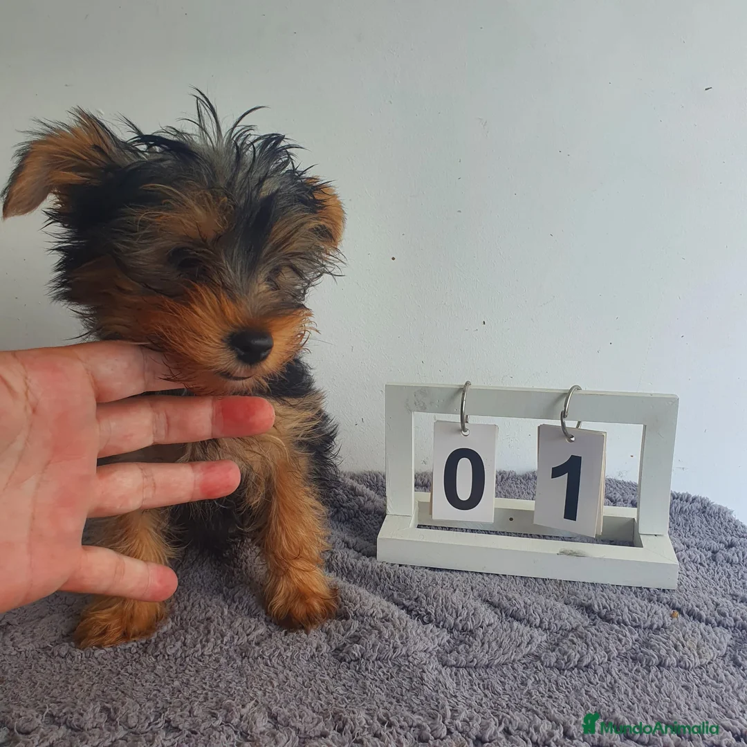 Yorkshire Terrier perros en venta: Yorkshire mini  - Anuncio 5