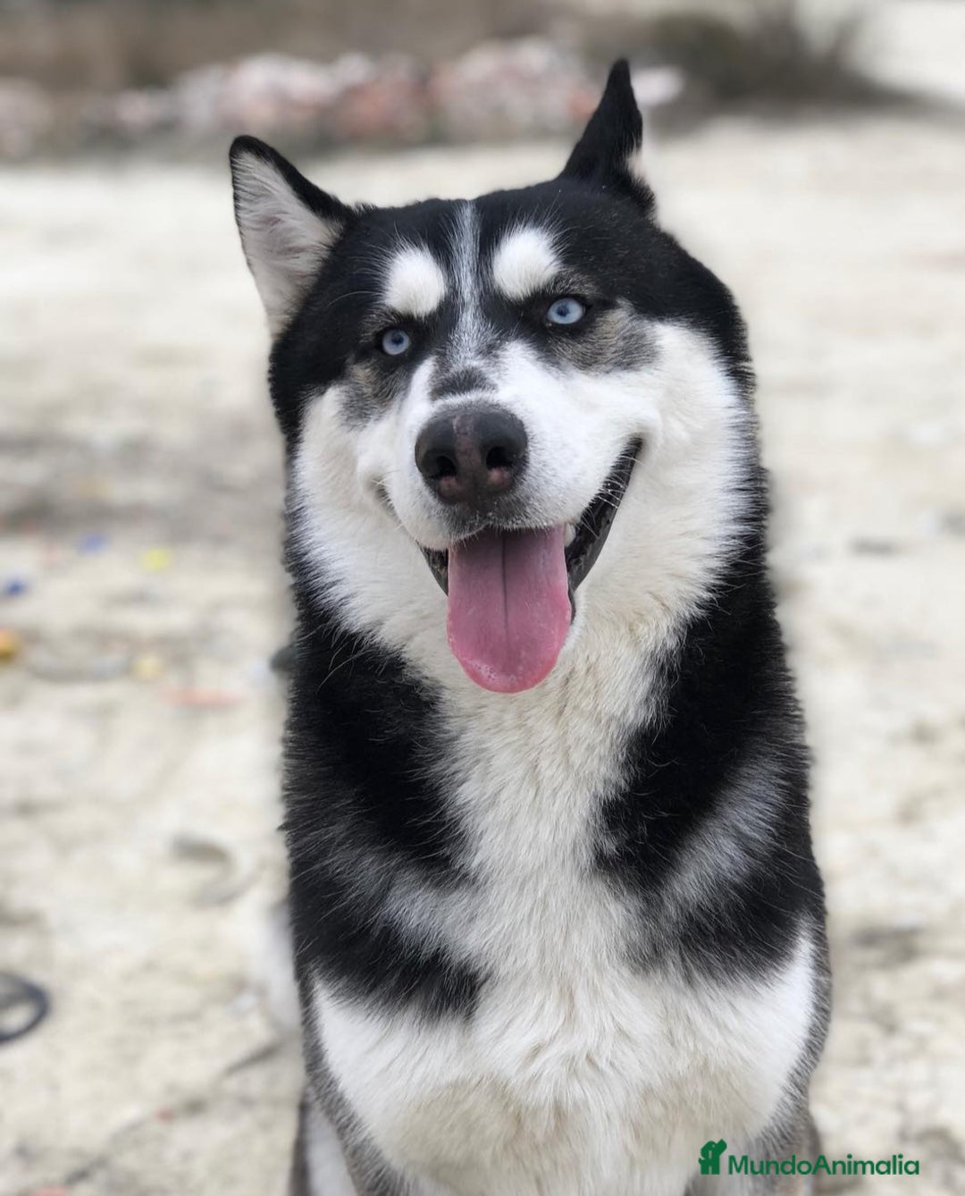 Husky Siberiano perros en venta: ‼️‼️husky siberianos - Anuncio 2