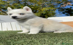 Husky Siberiano perros en venta: HUSKY SIBERIANO - Anuncio 6