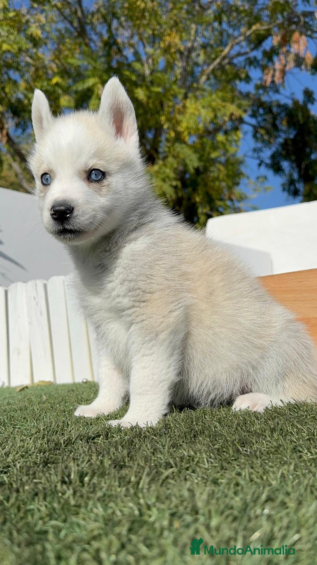 Husky Siberiano perros en venta: HUSKY SIBERIANO - Anuncio 6
