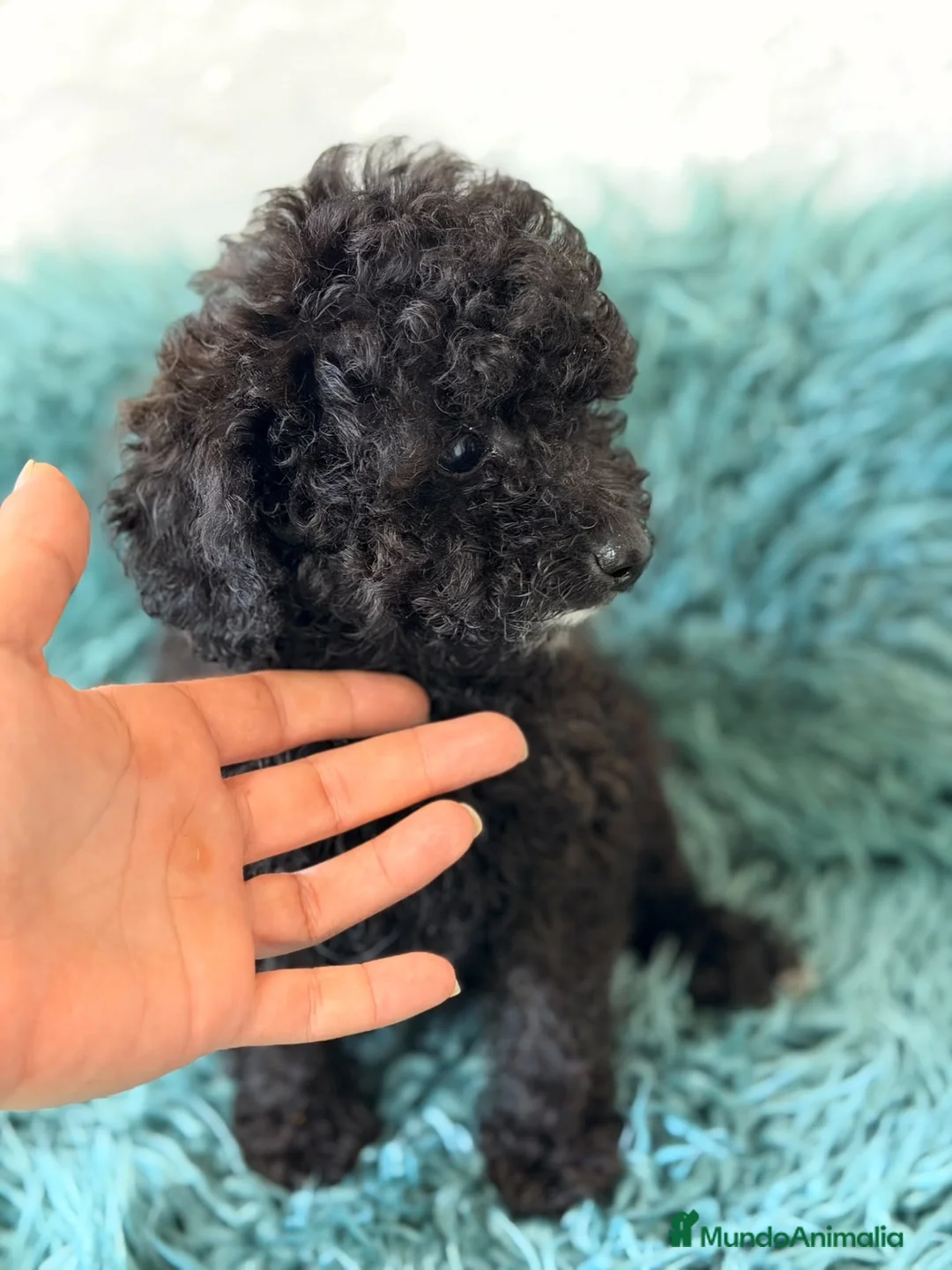 Caniche Toy perros en venta: Preciosos caniches toy💙🐾 - Anuncio 3