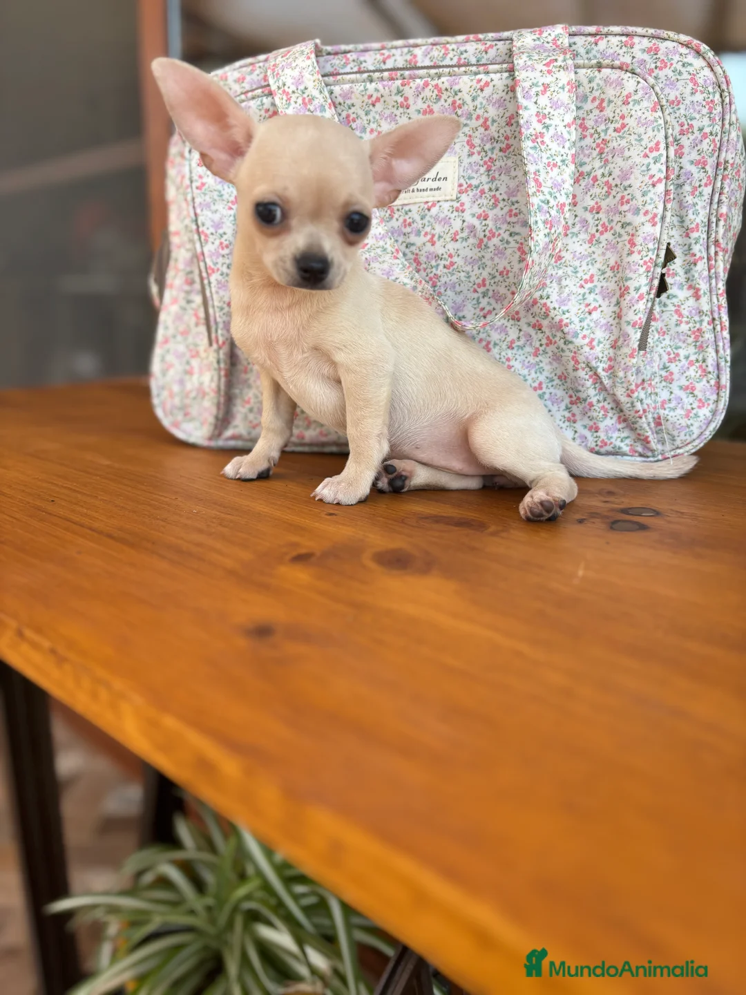Chihuahua perros en venta: Chihuahua Hembra color blanco crema. - Anuncio 6