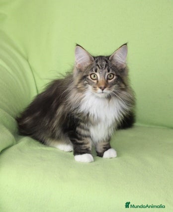 Bosque de Noruega gatos Gatitos bosques de noruega pedigrí  - Anuncio 2