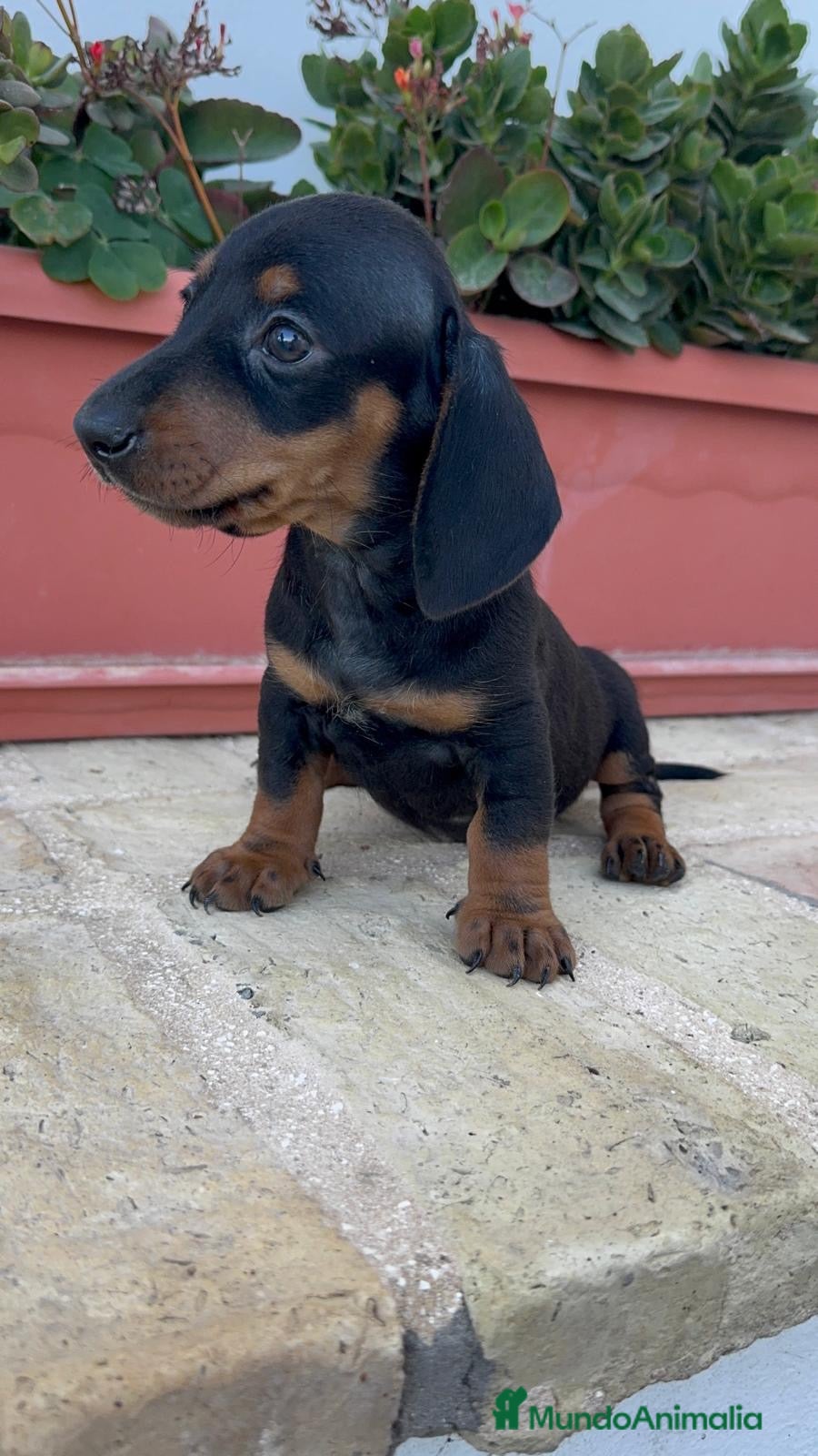 Teckel Miniatura perros TECKEL MINIATURA - Anuncio 4