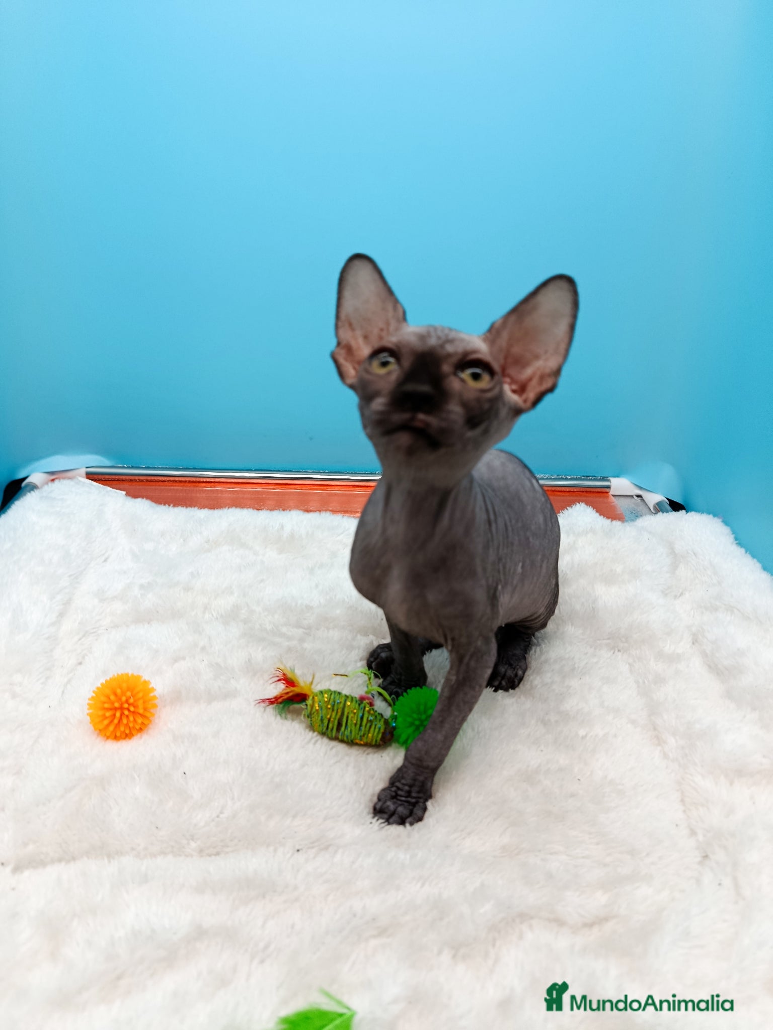 Sphynx gatos en venta: Preciosa gatitos egipcios  - Anuncio 13